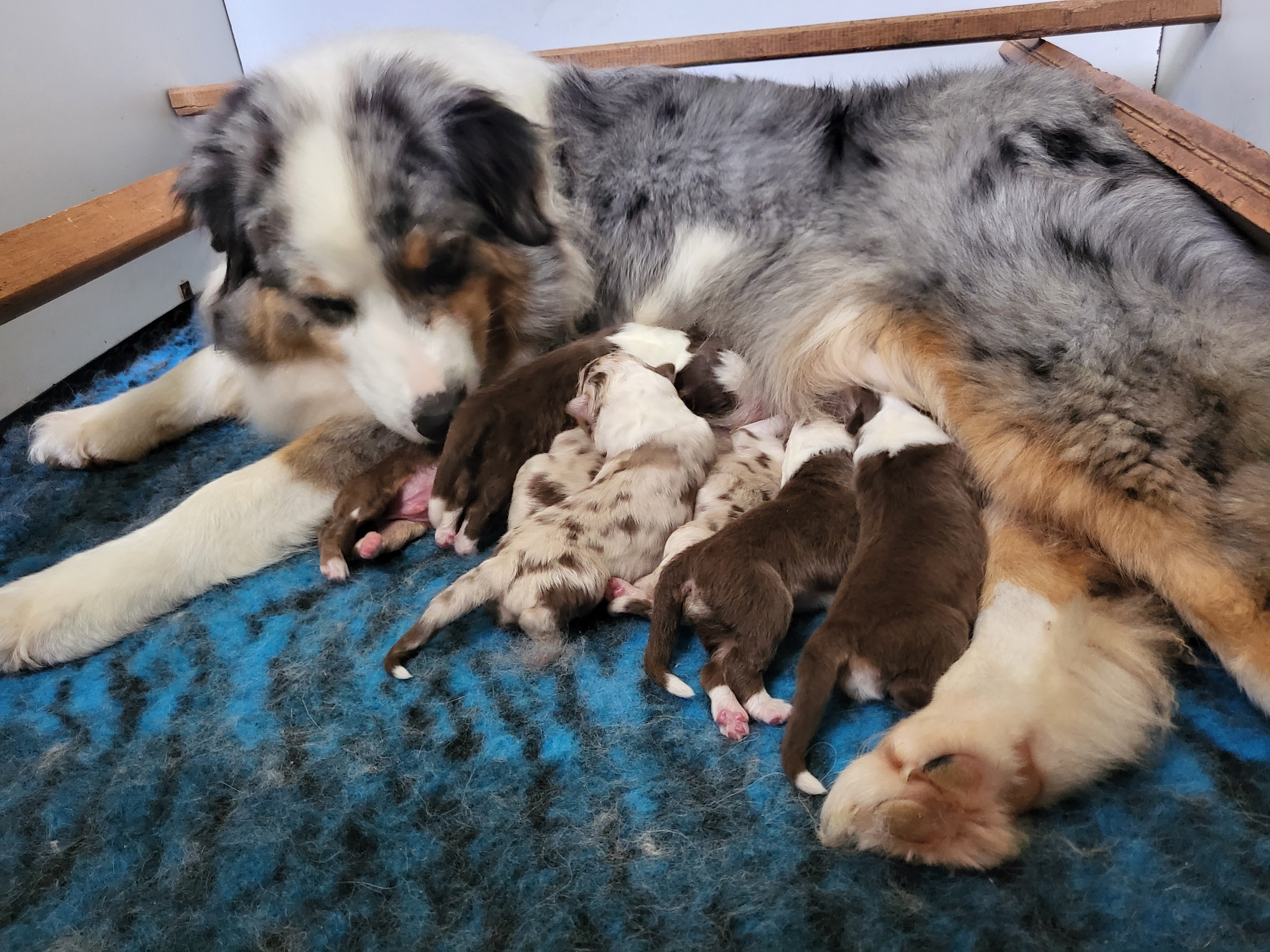 chiots berger australien LOF 
