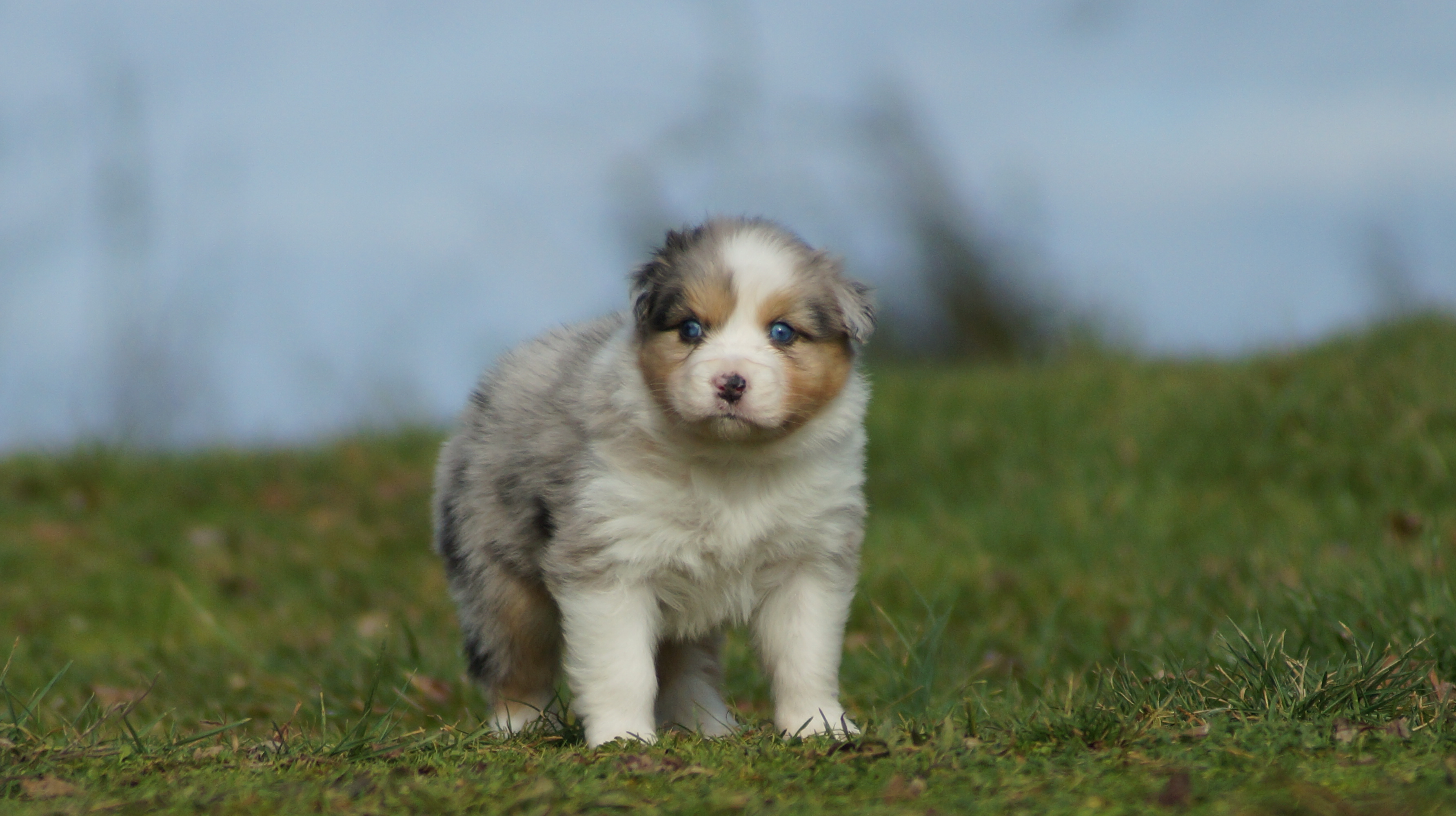 chiot berger australien bleu merle