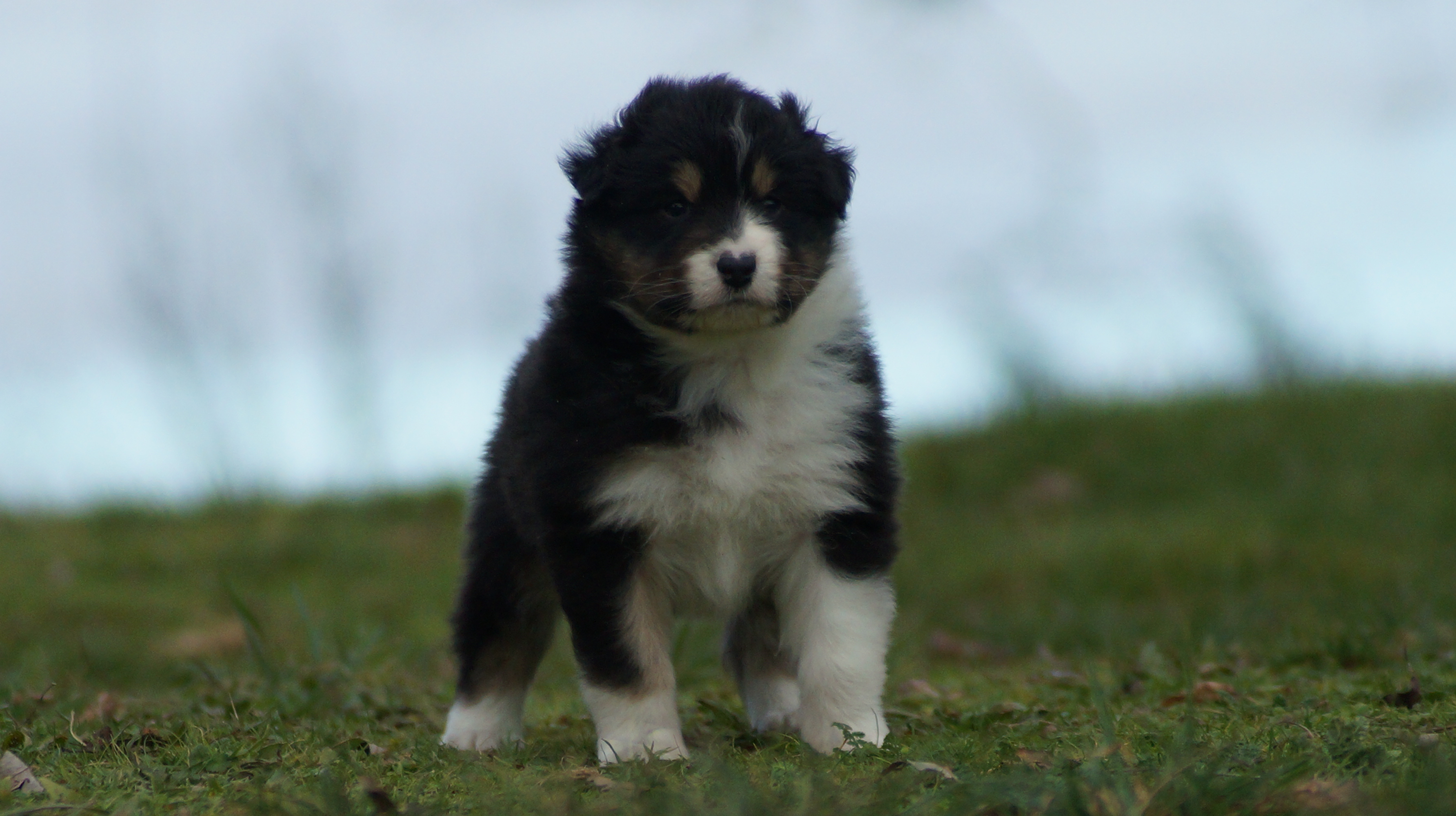 chiot berger australien noir tricolore