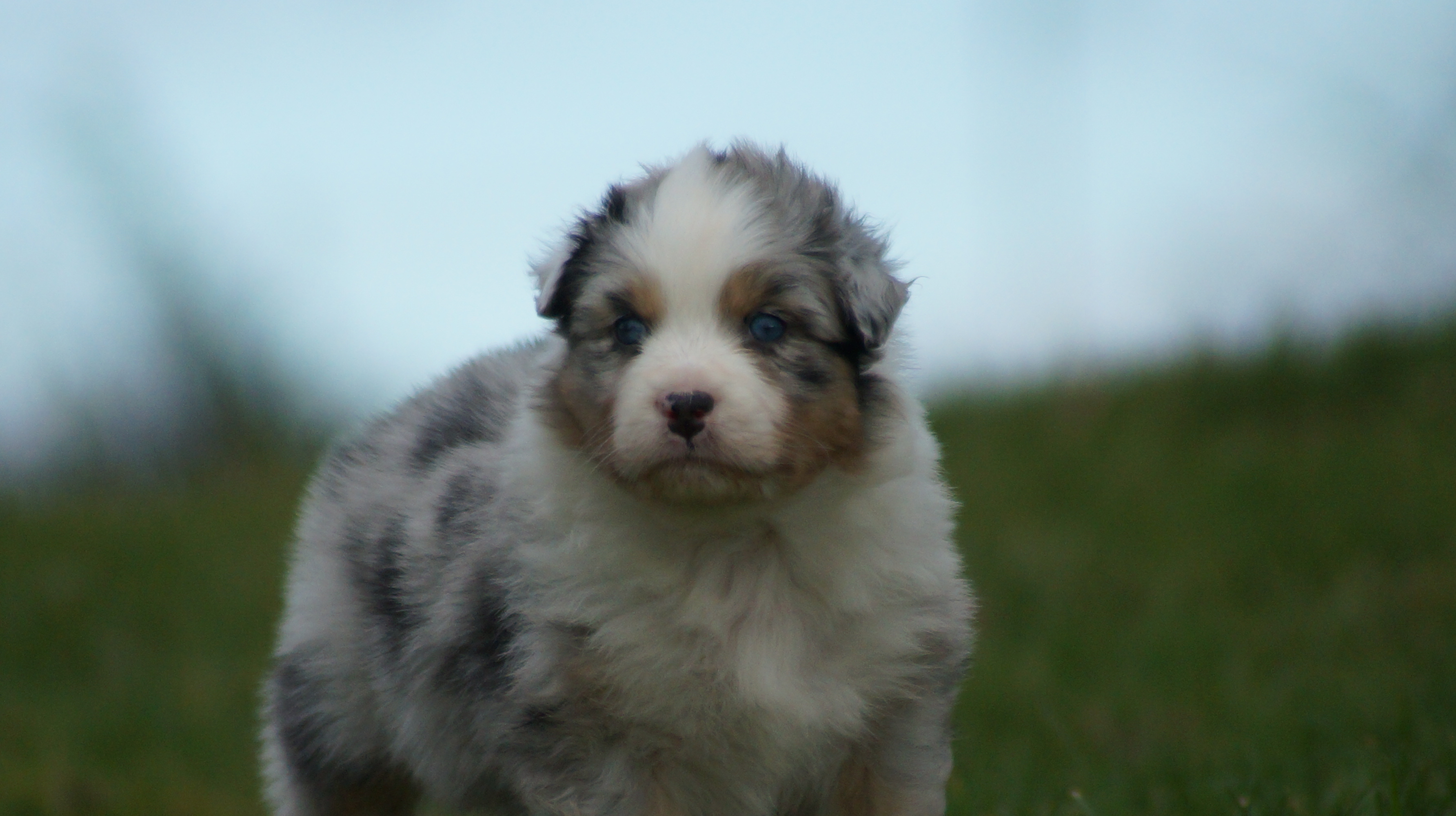 chiot berger australien bleu merle