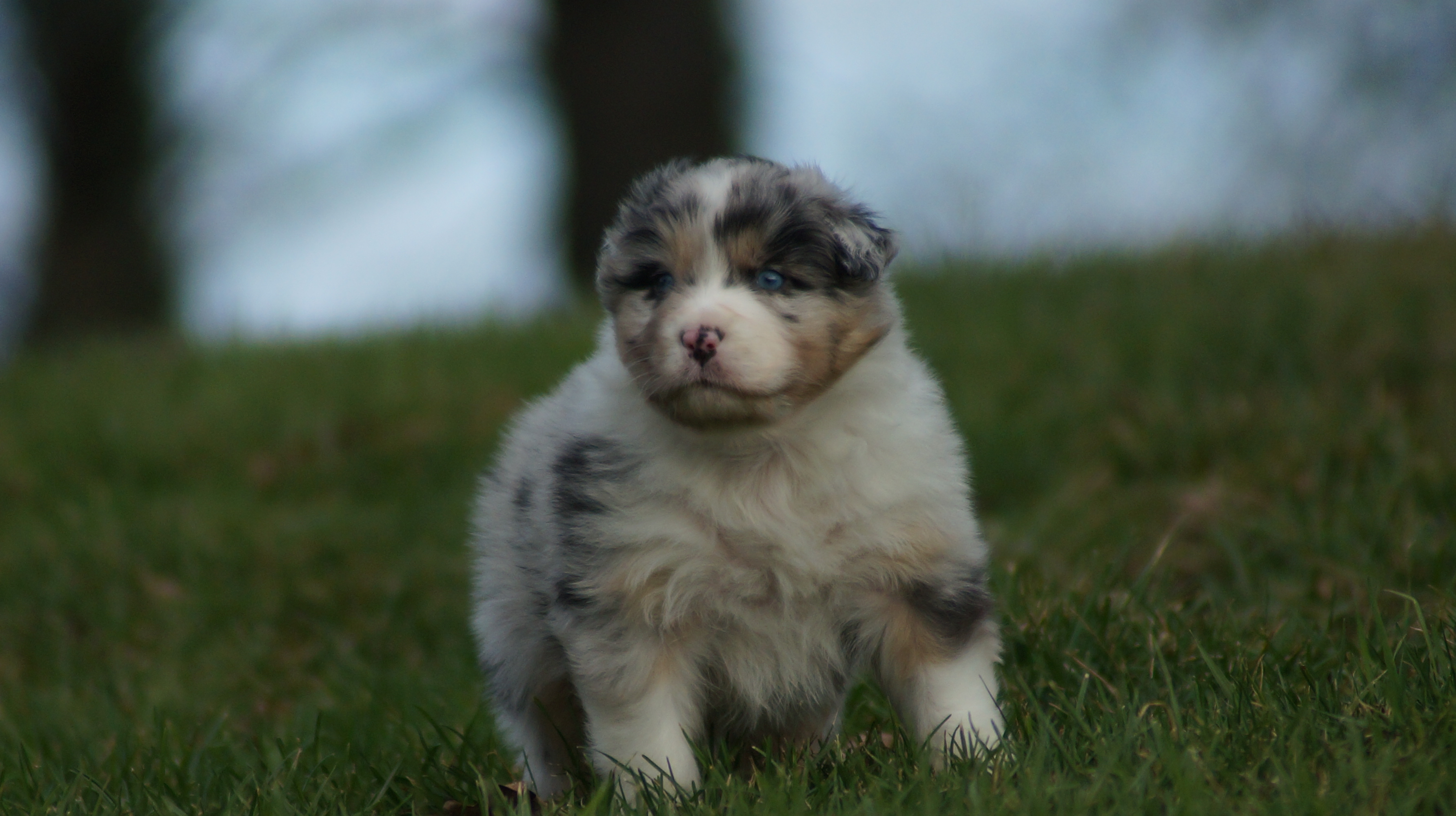 chiot berger australien 