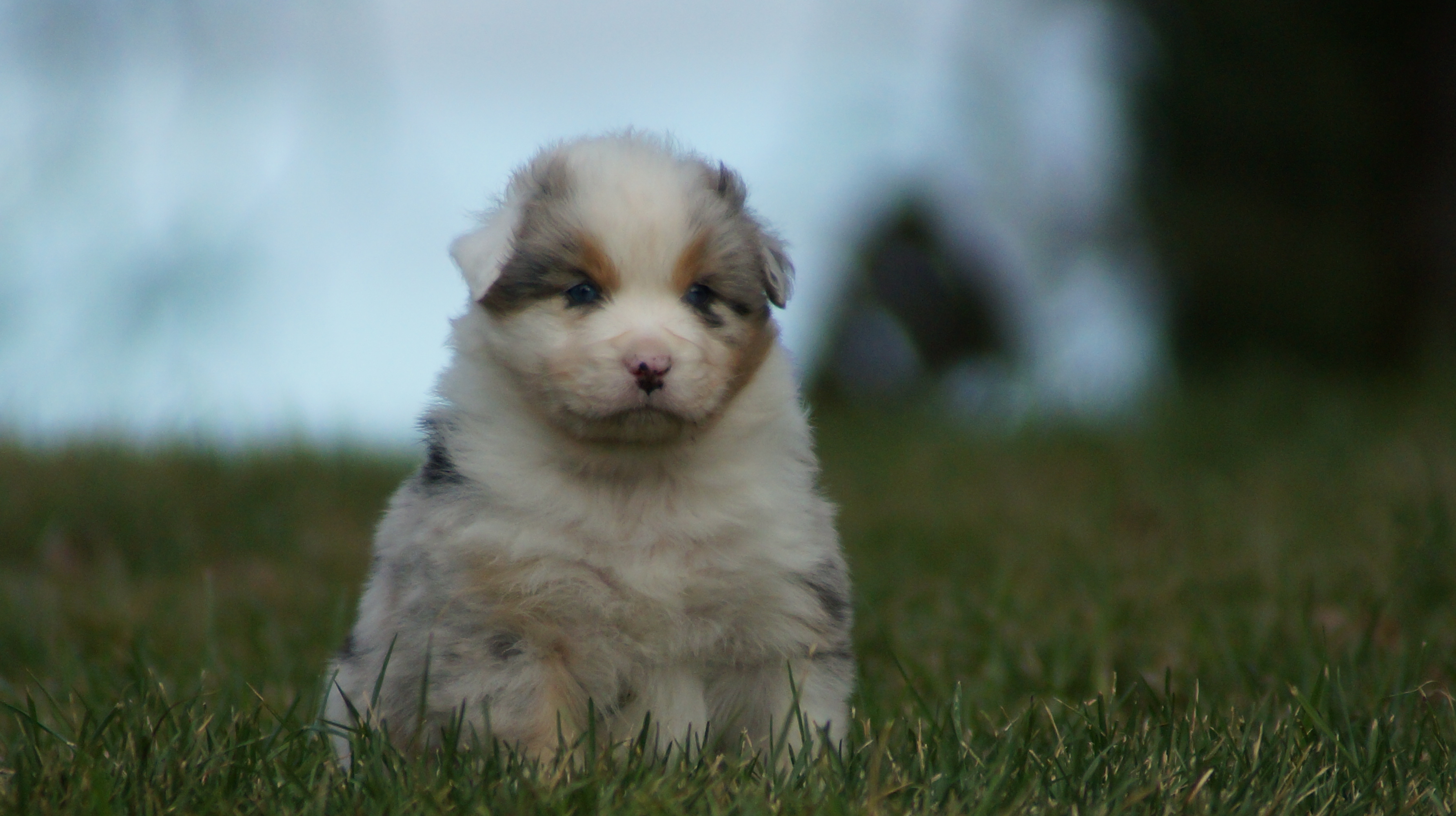 chiot berger australien lof