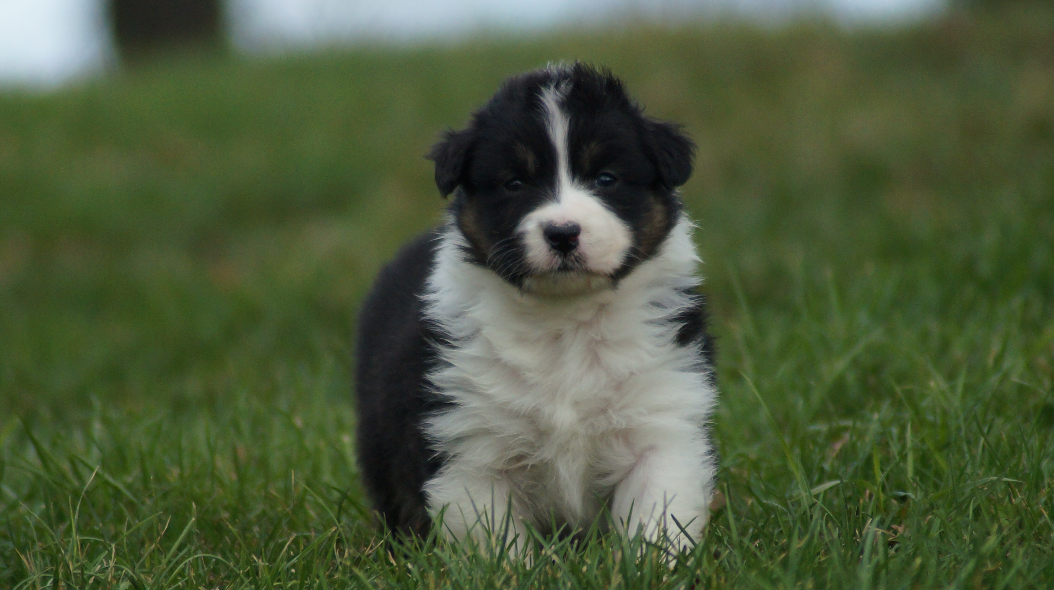 chiot berger australien lof