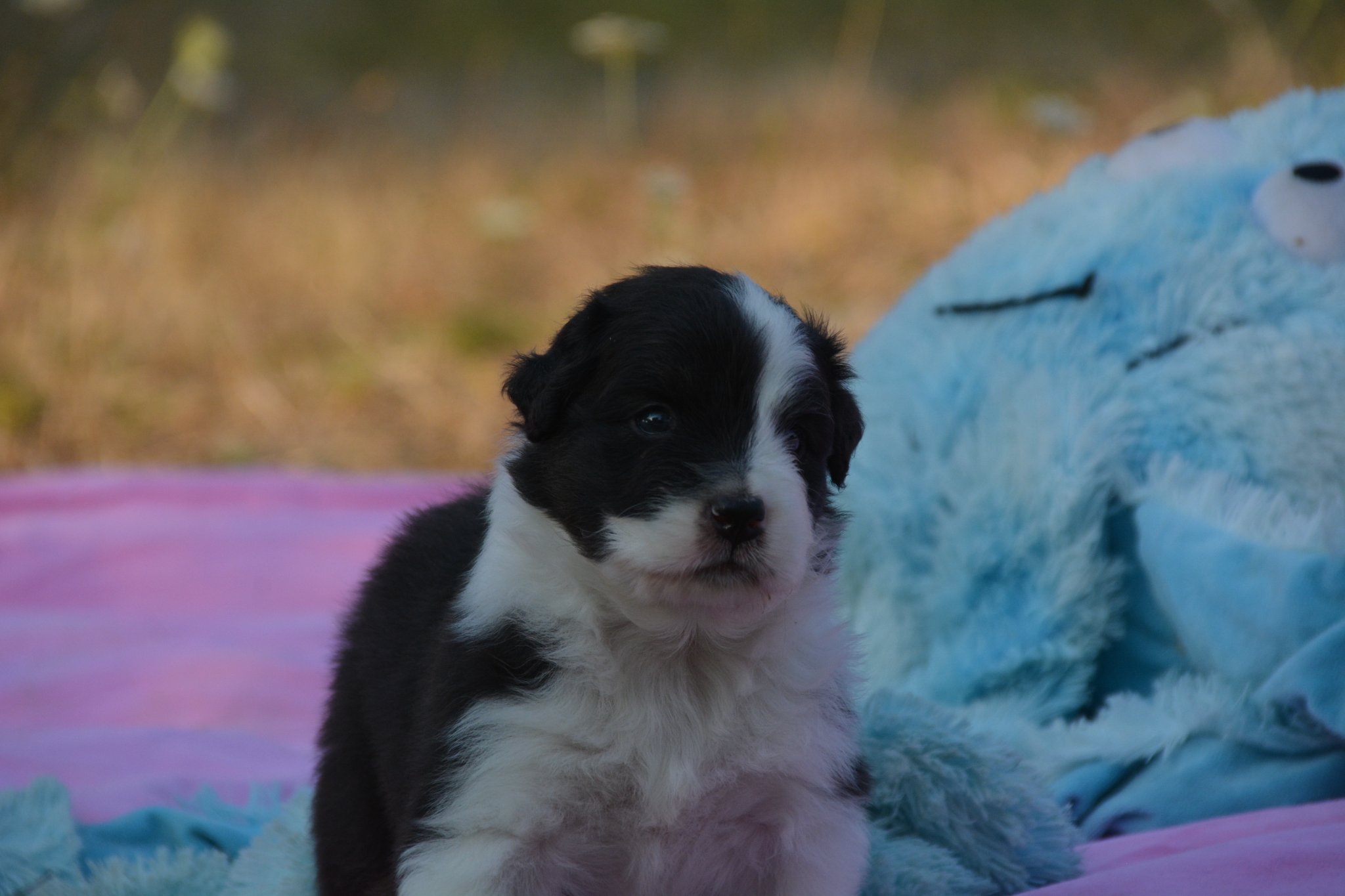 chiotbergeraustralienlof