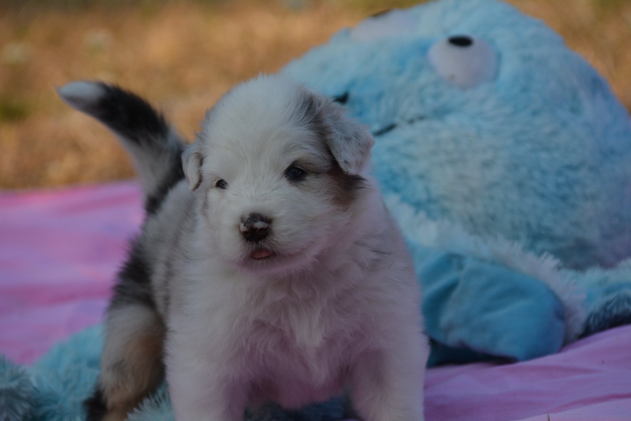 chiotbergeraustralienlof