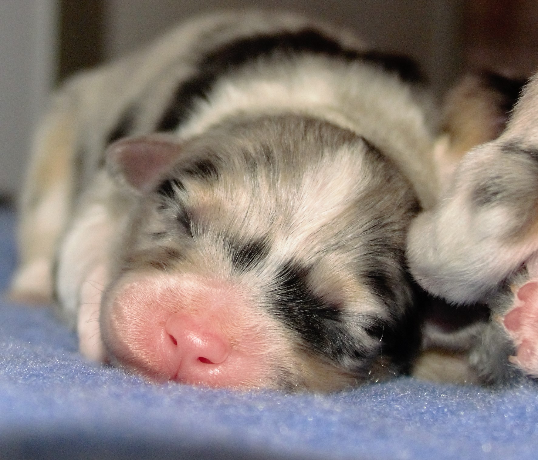 Mâle Bleu Merle