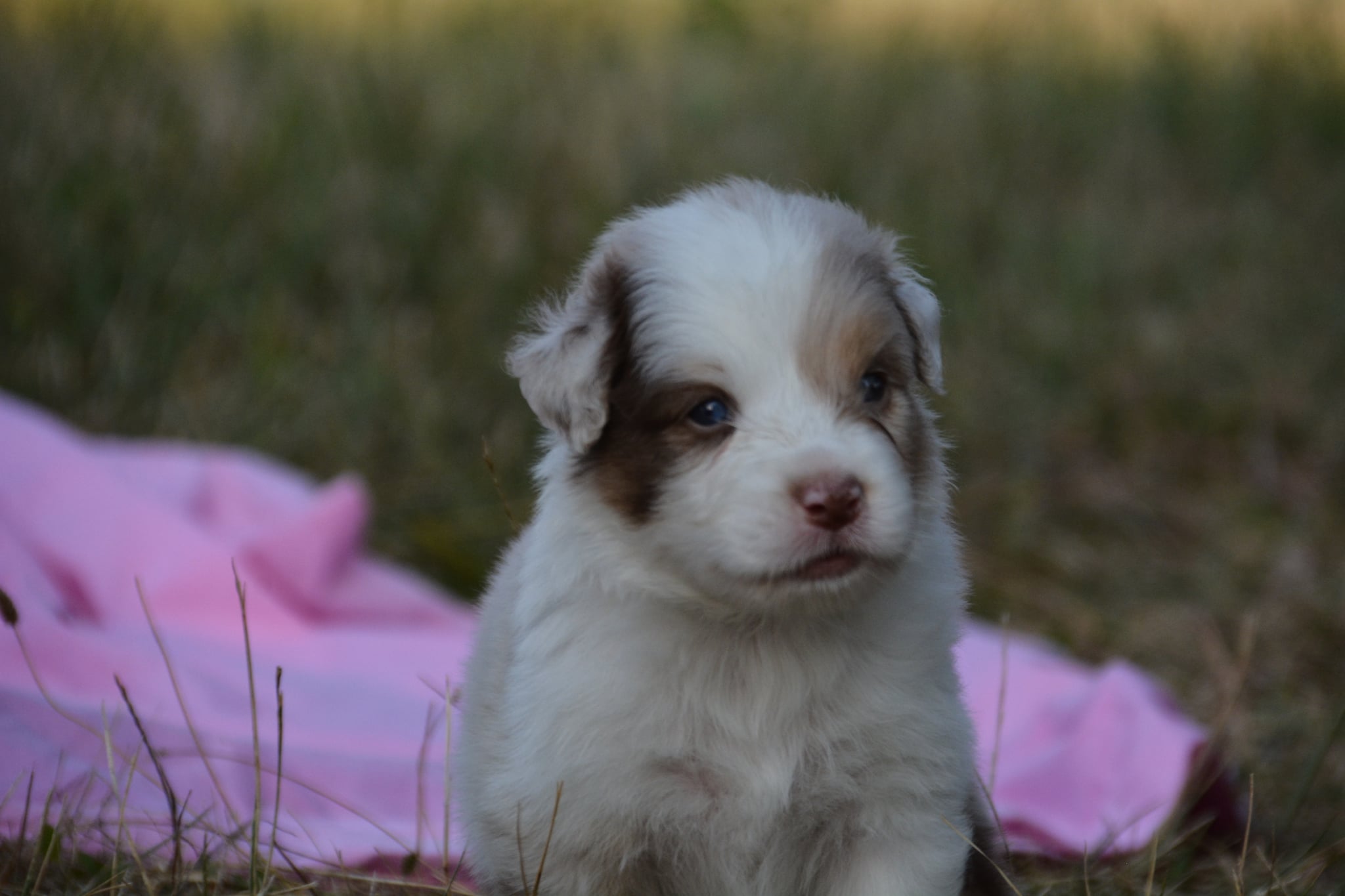 chiotbergeraustralienlof