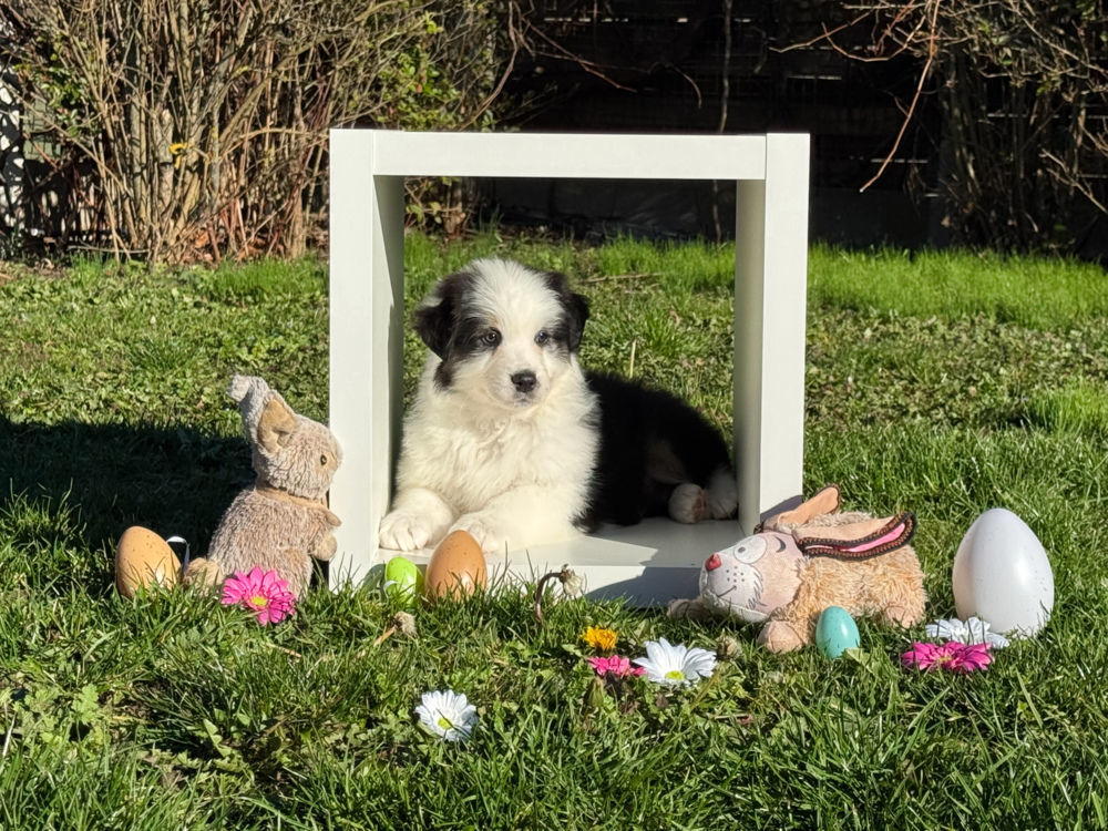 PITI CHIOT MÂLE NE LE 1 JANVIER 2025 DIPONIBLE CHEZ NOS AMIS 