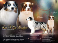 Naissance des chiots de Ramon et Upy