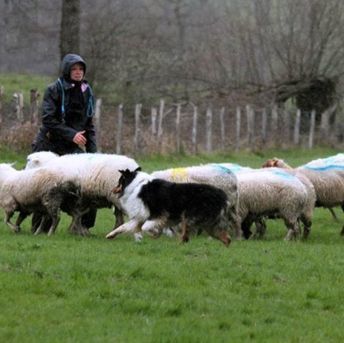 Happy et Marjorie (Superbe journée troupeau avec Cécilia, Marjorie et les Loulous, Merci Cécilia pour les photos)