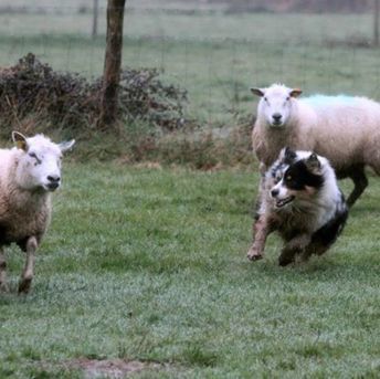 Hornet et Cécilia (Superbe journée troupeau avec Cécilia, Marjorie et les Loulous, Merci Cécilia pour les photos)
