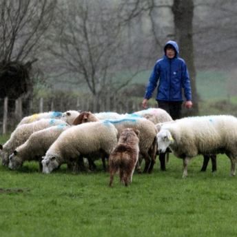 Issiboine et moi-même (Superbe journée troupeau avec Cécilia, Marjorie et les Loulous, Merci Cécilia pour les photos)