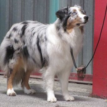 Aby - Exposition à Limoges