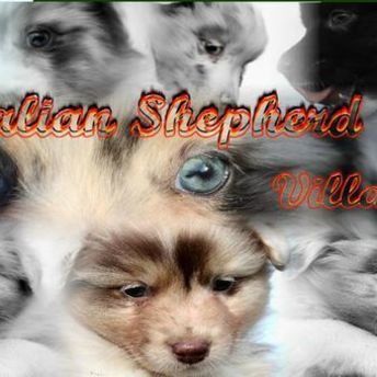 Merci à Françoise pour ce joli montage des bébés de Paige et Dare