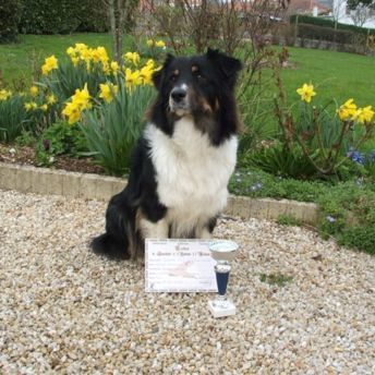 Diam - Obtention du CSAU