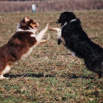 Emmy de la Villa Loubet et Joy