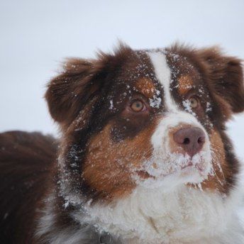 Emmy (Merci à Cécile pour la photo)